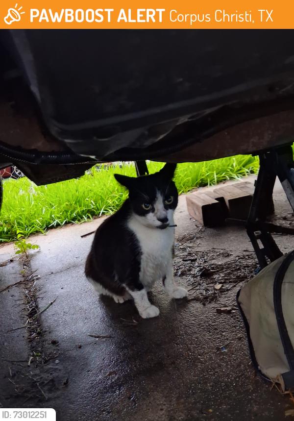 Found/Stray Unknown Cat last seen Trenton and David St. We are on the access road., Corpus Christi, TX 78405