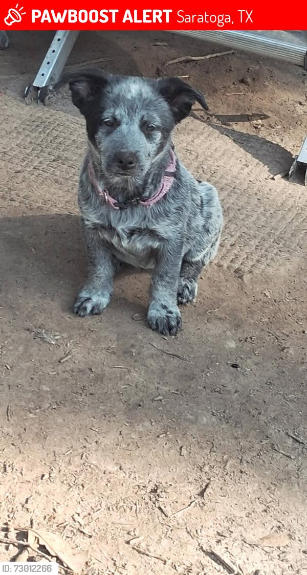 Lost Female Dog last seen Cedar ln and chesser st, Saratoga, TX 77585