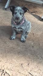 Lost Female Dog last seen Cedar ln and chesser st, Saratoga, TX 77585