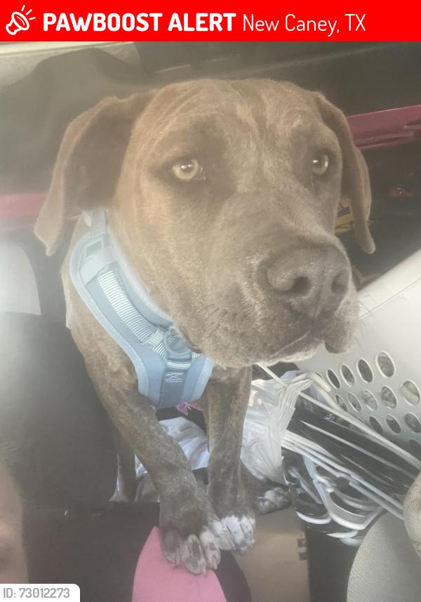Lost Male Dog last seen Fm 1485, New Caney, TX 77357