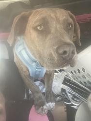 Lost Male Dog last seen Fm 1485, New Caney, TX 77357