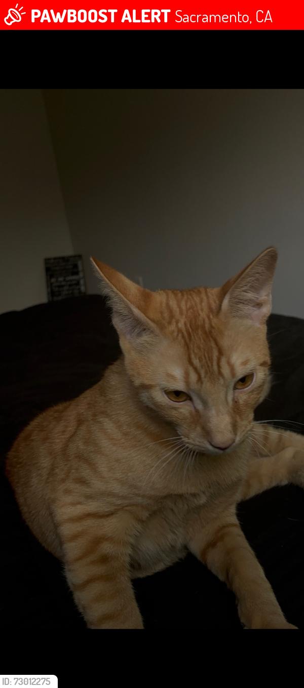 Lost Male Cat last seen 8th and 43rd Street, Sacramento, CA 95817