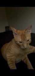 Lost Male Cat last seen 8th and 43rd Street, Sacramento, CA 95817