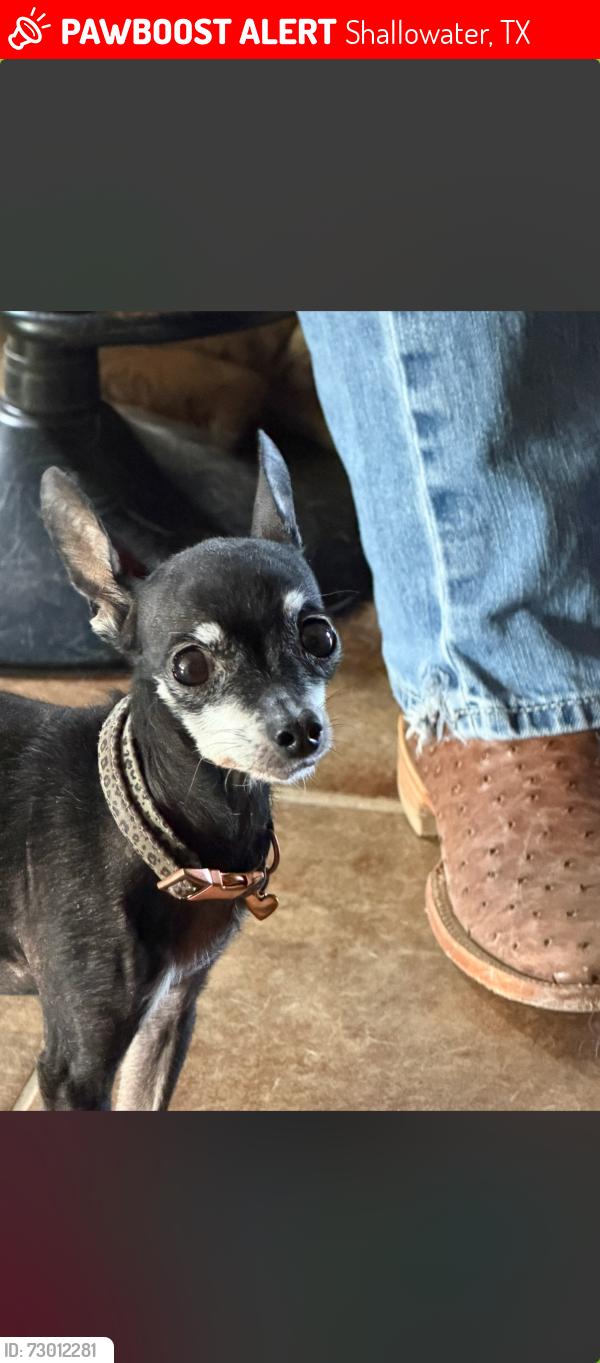 Lost Female Dog last seen Shallowater, Shallowater, TX 79363