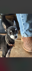 Lost Female Dog last seen Shallowater, Shallowater, TX 79363