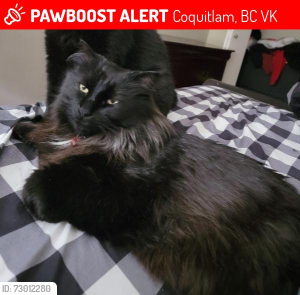 Lost Male Cat last seen Sicamous Avenue , Coquitlam, BC V3K
