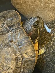 Found/Stray Unknown Reptile last seen Near Center St, Henderson, NV 89015, Las Vegas, NV 89101