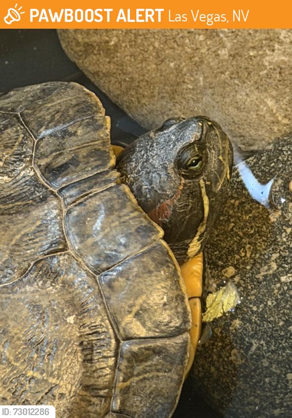 Found/Stray Unknown Reptile last seen Near Center St, Henderson, NV 89015, Las Vegas, NV 89101