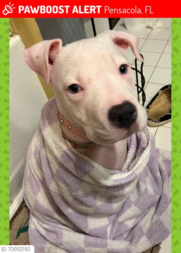 Lost Female Dog last seen Leesway Blvd and Langley, Pensacola, FL 32504