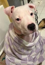 Lost Female Dog last seen Leesway Blvd and Langley, Pensacola, FL 32504