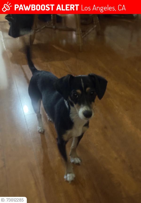 Lost Female Dog last seen 88th and Vermont Los Angeles ca , Los Angeles, CA 90044