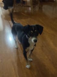 Lost Female Dog last seen 88th and Vermont Los Angeles ca , Los Angeles, CA 90044