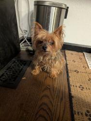 Found/Stray Female Dog last seen 75th and Swadley, Arvada, CO 80005