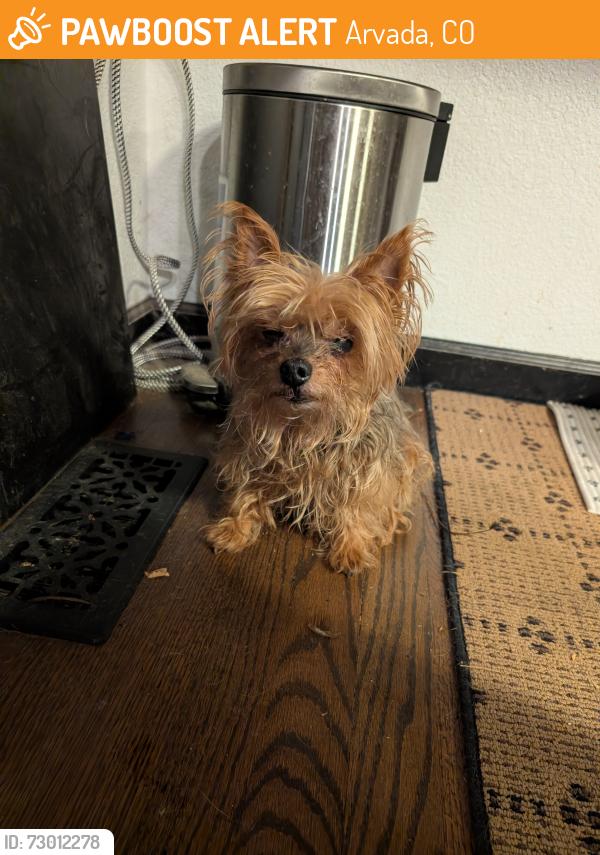 Found/Stray Female Dog last seen 75th and Swadley, Arvada, CO 80005
