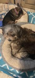 Lost Female Dog last seen Highland, Highland, CA 92346