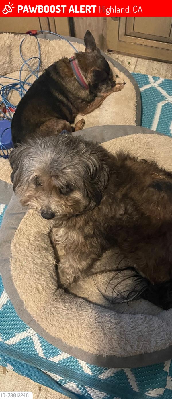 Lost Female Dog last seen Highland, Highland, CA 92346