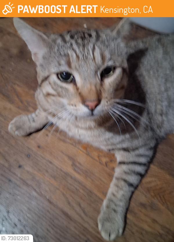 Found/Stray Male Cat last seen Oak View Ave Colusa Ocean View Ave, Kensington, CA 94708