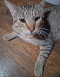 Found/Stray Male Cat last seen Oak View Ave Colusa Ocean View Ave, Kensington, CA 94708