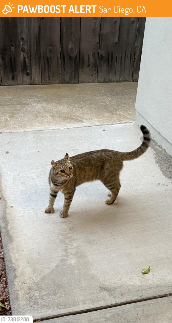 Found/Stray Female Cat last seen Kendall Ave, San Diego, CA 92109