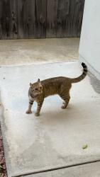 Found/Stray Female Cat last seen Kendall Ave, San Diego, CA 92109