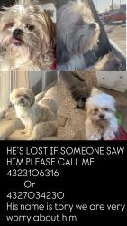 Lost Male Dog last seen Poppy Dr , Gardendale, TX 79758