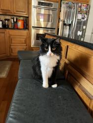 Lost Female Cat last seen S carrier pkwy , Grand Prairie, TX 75052