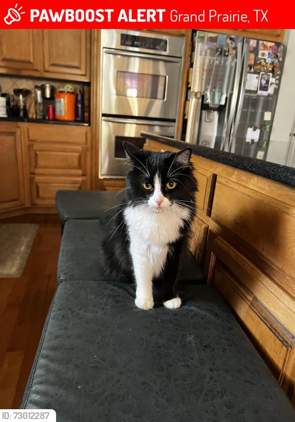 Lost Female Cat last seen S carrier pkwy , Grand Prairie, TX 75052