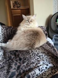 Reunited Female Cat last seen 380th and Military rd, Auburn, WA 98001