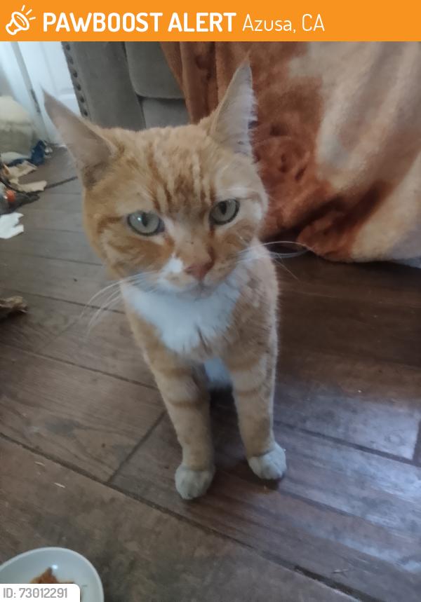 Found/Stray Male Cat last seen Foothill Blvd , Azusa, CA 91702