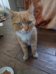 Found/Stray Male Cat last seen Foothill Blvd , Azusa, CA 91702
