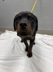 Shelter Stray Male Dog last seen Near BLK ELKO, 655 N Mojave Rd, Las Vegas, NV 89101, USA