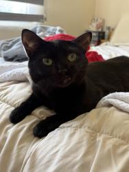 Lost Female Cat last seen Landfair and Ophir, Los Angeles, CA 90024