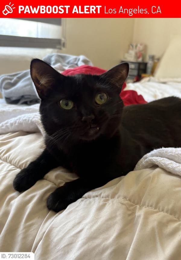 Lost Female Cat last seen Landfair and Ophir, Los Angeles, CA 90024