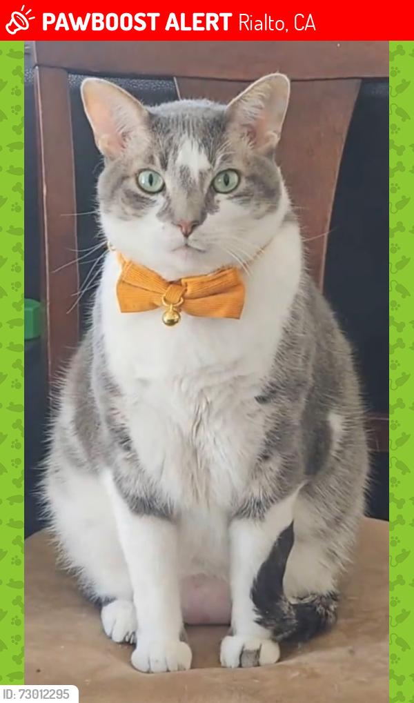 Lost Male Cat last seen Powell drive & isaiah ave, Rialto, CA 92377