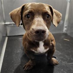 Shelter Stray Female Dog last seen Near BLOCK W THEO, 4710 TX-151, San Antonio, TX 78227, USA