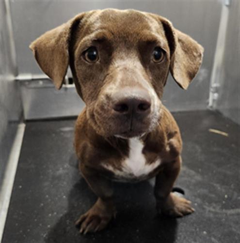 Shelter Stray Female Dog last seen Near BLOCK W THEO, 4710 TX-151, San Antonio, TX 78227, USA