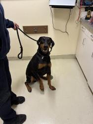 Shelter Stray Male Dog last seen EGGERS DR / GLENMOOR DR, 1950 Stevenson Blvd, Fremont, CA 94538, USA