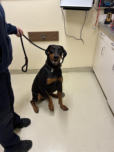 Shelter Stray Male Dog last seen EGGERS DR / GLENMOOR DR, 1950 Stevenson Blvd, Fremont, CA 94538, USA