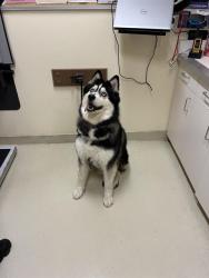 Shelter Stray Female Dog last seen EGGERS DR / GLENMOOR DR, 1950 Stevenson Blvd, Fremont, CA 94538, USA