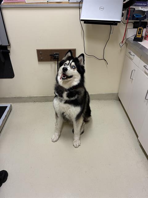 Shelter Stray Female Dog last seen EGGERS DR / GLENMOOR DR, 1950 Stevenson Blvd, Fremont, CA 94538, USA