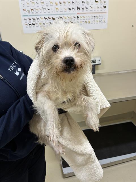 Shelter Stray Male Dog last seen Near BLOCK GRAHAM AVE, 1950 Stevenson Blvd, Fremont, CA 94538, USA