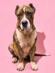 Shelter Stray Male Dog last seen JAX AIRPORT, 2020 Forest St, Jacksonville, FL 32204, USA
