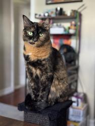 Reunited Female Cat last seen 24th and Clay, Denver, CO 80211