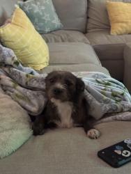 Found/Stray Unknown Dog last seen Katy Gaston, Katy, TX 77494