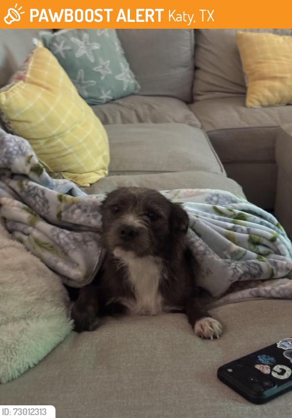 Found/Stray Unknown Dog last seen Katy Gaston, Katy, TX 77494