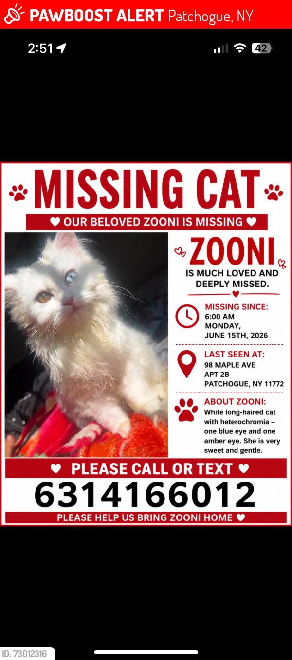 Lost Female Cat last seen Near maple ave patchogue , Patchogue, NY 11772