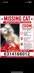 Lost Female Cat last seen Near maple ave patchogue , Patchogue, NY 11772
