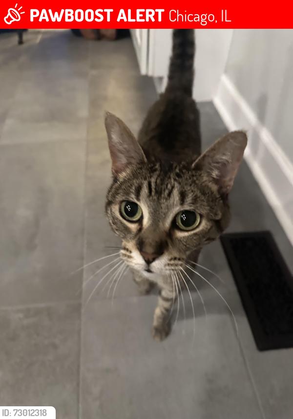 Lost Female Cat last seen alley between newland and sayre in Norridge IL, Chicago, IL 60656