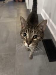Lost Female Cat last seen alley between newland and sayre in Norridge IL, Chicago, IL 60656