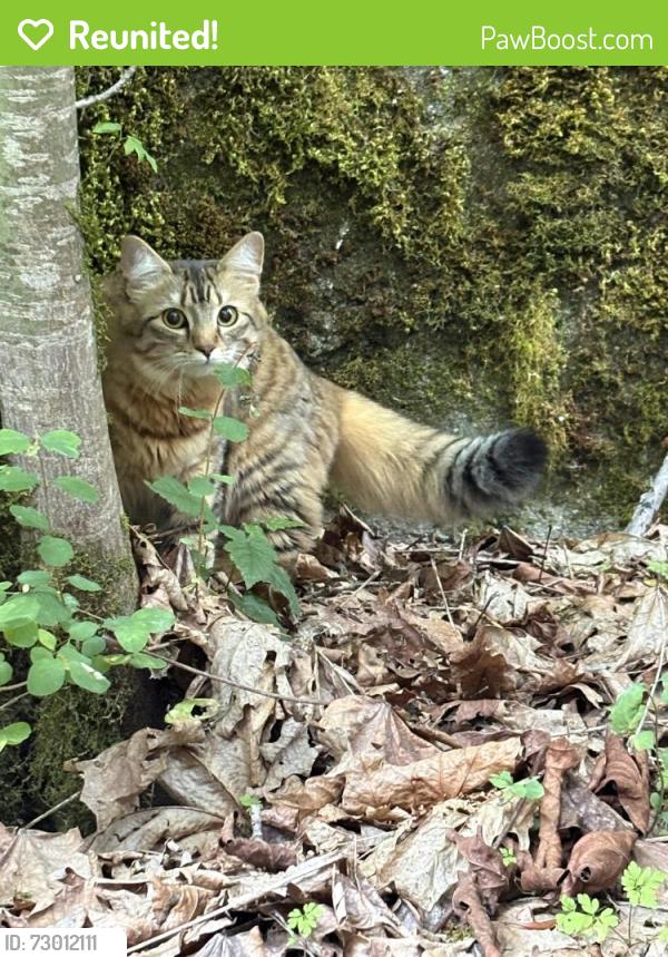 Reunited Unknown Cat last seen Talus, Issaquah, WA 98027